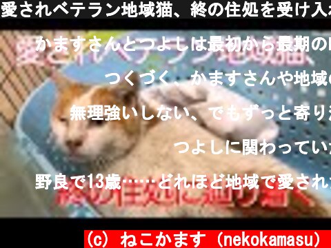 愛されベテラン地域猫、終の住処を受け入れる The friendly feral cat with kidney failure came my home  (c) ねこかます（nekokamasu）