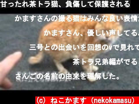 甘ったれ茶トラ猫、負傷して保護される  (c) ねこかます（nekokamasu）