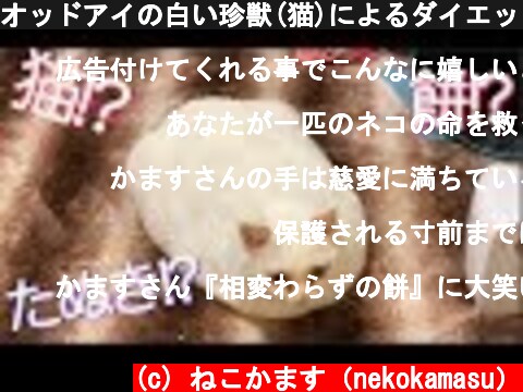 オッドアイの白い珍獣(猫)によるダイエット⇨イリュージョン(餅)　The odd-eye cat's illusion  (c) ねこかます（nekokamasu）