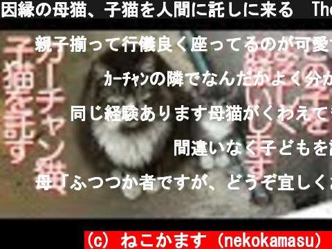 因縁の母猫、子猫を人間に託しに来る　The mother cat's request for her kitten  (c) ねこかます（nekokamasu）