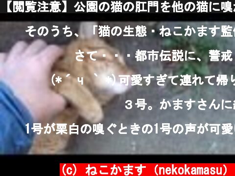 【閲覧注意】公園の猫の肛門を他の猫に嗅がせようとしたら怒られた  (c) ねこかます（nekokamasu）