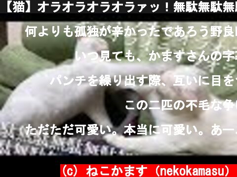 【猫】オラオラオラオラァッ！無駄無駄無駄無駄ァッ！  The funny punch rush of two white cats'  (c) ねこかます（nekokamasu）