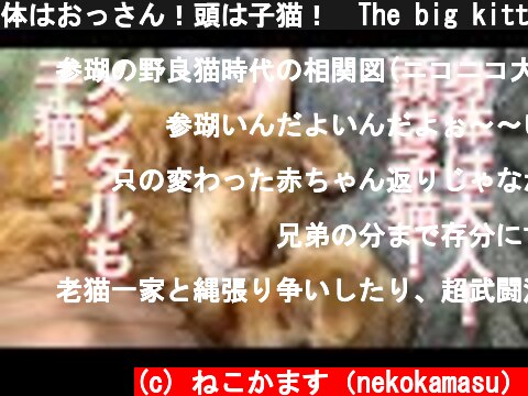 体はおっさん！頭は子猫！　The big kitten and his mother cat  (c) ねこかます（nekokamasu）