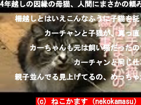 4年越しの因縁の母猫、人間にまさかの頼みごとをする　The mother cat's request  (c) ねこかます（nekokamasu）