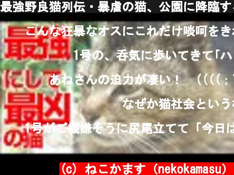 最強野良猫列伝・暴虐の猫、公園に降臨する The story of the strongest stray cat  (c) ねこかます（nekokamasu）