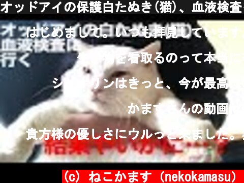 オッドアイの保護白たぬき(猫)、血液検査をする　The odd-eyed white cat was checked by a blood test  (c) ねこかます（nekokamasu）