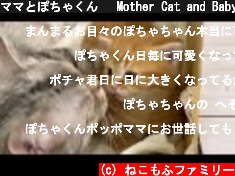 ママとぽちゃくん💓 Mother Cat and Baby Kitten💓  (c) ねこもふファミリー