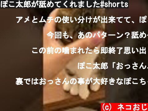 ぽこ太郎が舐めてくれました#shorts  (c) ネコおじ