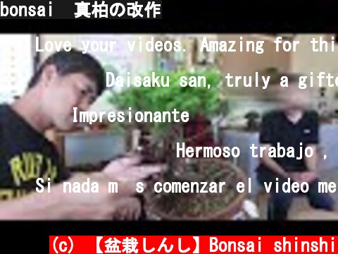 bonsai  真柏の改作  (c) 【盆栽しんし】Bonsai shinshi