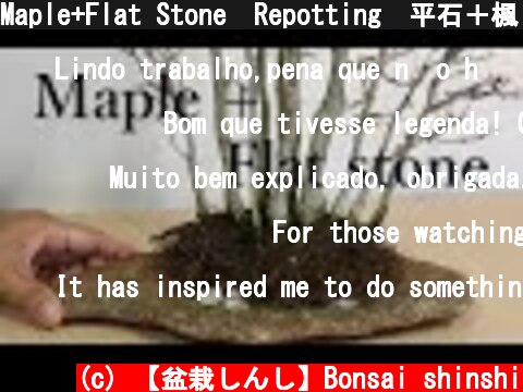 Maple+Flat Stone　Repotting　平石＋楓　石付き楓  (c) 【盆栽しんし】Bonsai shinshi