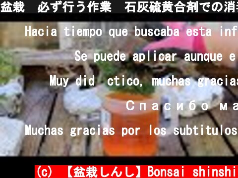 盆栽　必ず行う作業　石灰硫黄合剤での消毒　bonsai  disinfection  (c) 【盆栽しんし】Bonsai shinshi
