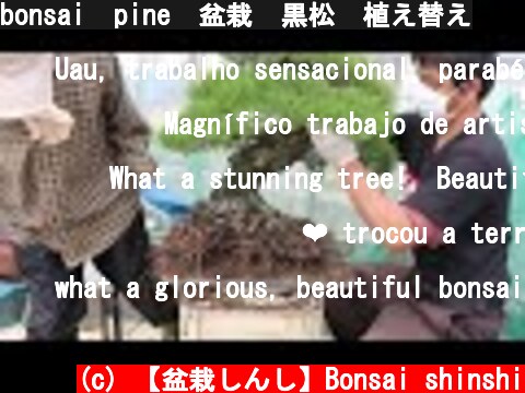 bonsai  pine　盆栽　黒松　植え替え  (c) 【盆栽しんし】Bonsai shinshi