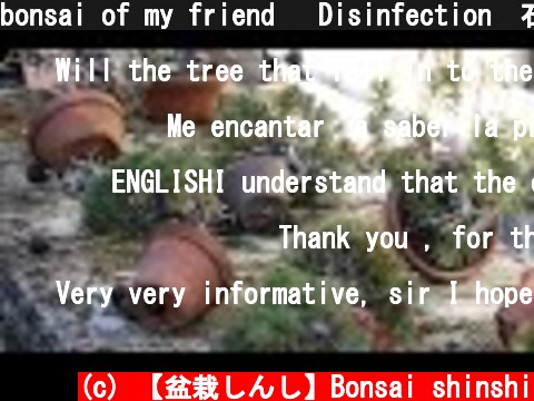 bonsai of my friend   Disinfection　石灰硫黄合剤  (c) 【盆栽しんし】Bonsai shinshi