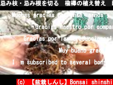 忌み枝・忌み根を切る　楡欅の植え替え　bonsai replanting  (c) 【盆栽しんし】Bonsai shinshi
