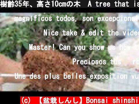 樹齢35年、高さ10cmの木　A tree that is 35 years old and 10 cm tall  (c) 【盆栽しんし】Bonsai shinshi
