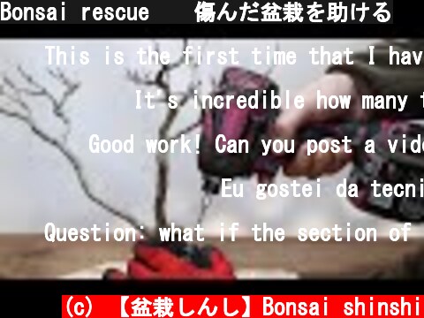 Bonsai rescue　　傷んだ盆栽を助ける  (c) 【盆栽しんし】Bonsai shinshi