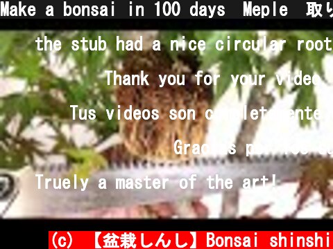 Make a bonsai in 100 days　Meple　取り木外し  (c) 【盆栽しんし】Bonsai shinshi
