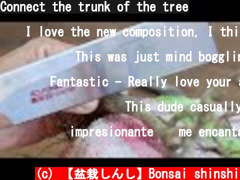 Connect the trunk of the tree  (c) 【盆栽しんし】Bonsai shinshi