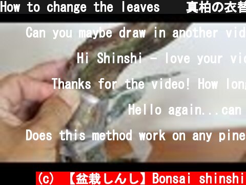How to change the leaves　　真柏の衣替え  (c) 【盆栽しんし】Bonsai shinshi