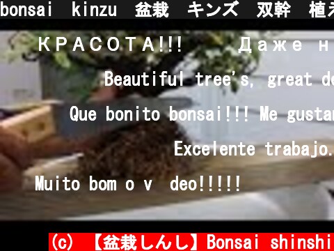bonsai　kinzu　盆栽　キンズ　双幹　植え替え  (c) 【盆栽しんし】Bonsai shinshi