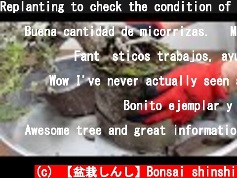 Replanting to check the condition of roots and soil　五葉松  (c) 【盆栽しんし】Bonsai shinshi