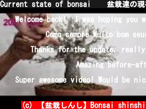 Current state of bonsai    盆栽達の現在の様子  (c) 【盆栽しんし】Bonsai shinshi