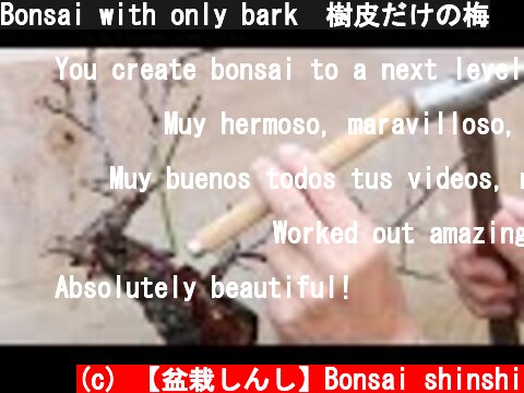 Bonsai with only bark　樹皮だけの梅  (c) 【盆栽しんし】Bonsai shinshi
