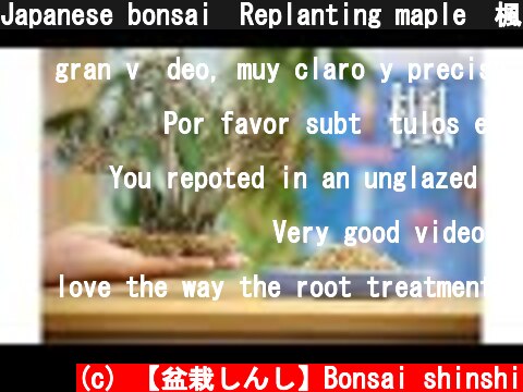 Japanese bonsai　Replanting maple　楓の植え替え  (c) 【盆栽しんし】Bonsai shinshi
