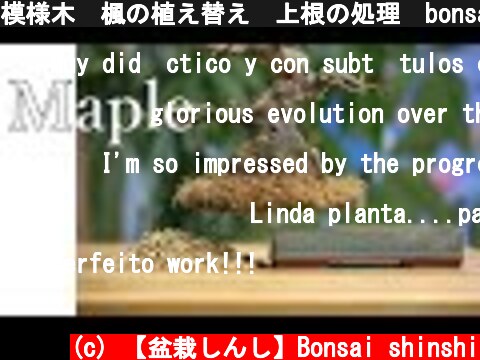 模様木　楓の植え替え　上根の処理　bonsai maple replanting  (c) 【盆栽しんし】Bonsai shinshi