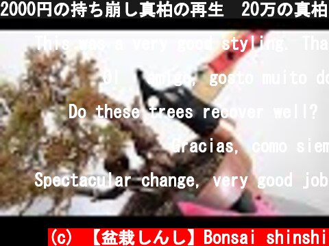 2000円の持ち崩し真柏の再生　20万の真柏と比較してください。  盆栽  (c) 【盆栽しんし】Bonsai shinshi