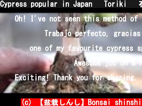 Cypress popular in Japan   Toriki   石化檜の環状剥皮  (c) 【盆栽しんし】Bonsai shinshi