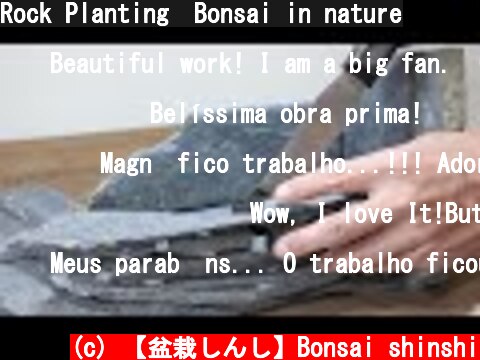 Rock Planting　Bonsai in nature  (c) 【盆栽しんし】Bonsai shinshi