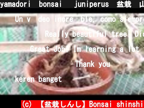 yamadori  bonsai　 juniperus　盆栽　山木真柏  (c) 【盆栽しんし】Bonsai shinshi