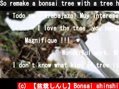 So remake a bonsai tree with a tree hollow.  (c) 【盆栽しんし】Bonsai shinshi
