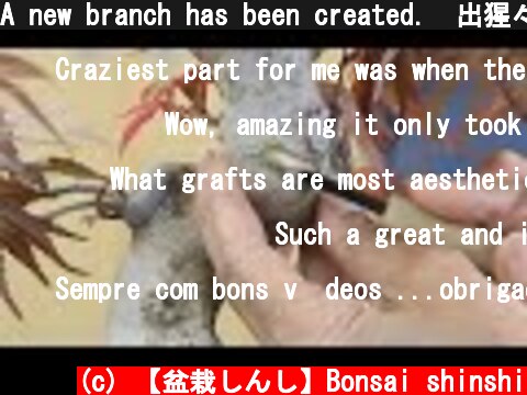 A new branch has been created.　出猩々の枝接ぎ  (c) 【盆栽しんし】Bonsai shinshi