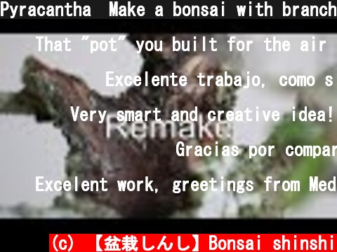 Pyracantha　Make a bonsai with branches　取り木  (c) 【盆栽しんし】Bonsai shinshi