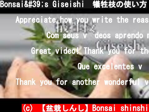 Bonsai's Giseishi　犠牲枝の使い方  (c) 【盆栽しんし】Bonsai shinshi