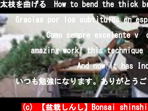 太枝を曲げる　How to bend the thick branches  (c) 【盆栽しんし】Bonsai shinshi