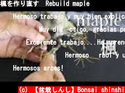楓を作り直す　Rebuild maple  (c) 【盆栽しんし】Bonsai shinshi