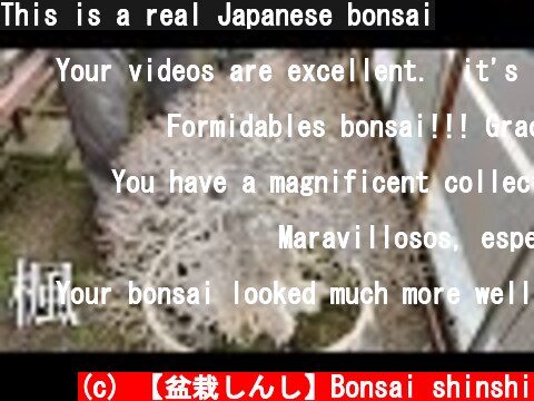 This is a real Japanese bonsai  (c) 【盆栽しんし】Bonsai shinshi