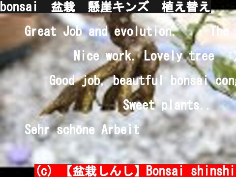 bonsai　盆栽　懸崖キンズ　植え替え  (c) 【盆栽しんし】Bonsai shinshi