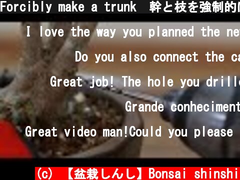 Forcibly make a trunk　幹と枝を強制的に作る  (c) 【盆栽しんし】Bonsai shinshi