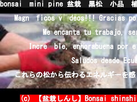 bonsai  mini pine 盆栽　黒松　小品　植え替え  (c) 【盆栽しんし】Bonsai shinshi