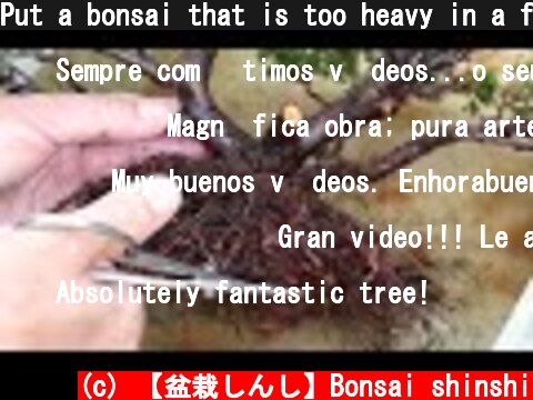 Put a bonsai that is too heavy in a fashionable stone boat　ヒバ  (c) 【盆栽しんし】Bonsai shinshi