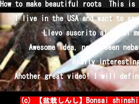 How to make beautiful roots　This is the Nebari of Japan  (c) 【盆栽しんし】Bonsai shinshi