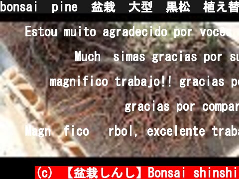 bonsai  pine  盆栽　大型　黒松　植え替え　Spanish　 English  (c) 【盆栽しんし】Bonsai shinshi