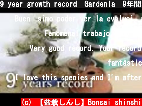 9 year growth record　Gardenia　9年間の成長　クチナシ  (c) 【盆栽しんし】Bonsai shinshi
