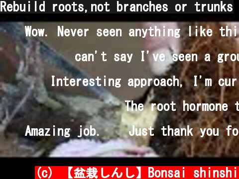 Rebuild roots,not branches or trunks  (c) 【盆栽しんし】Bonsai shinshi
