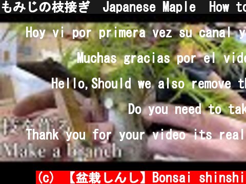 もみじの枝接ぎ　Japanese Maple  How to make a bran  (c) 【盆栽しんし】Bonsai shinshi