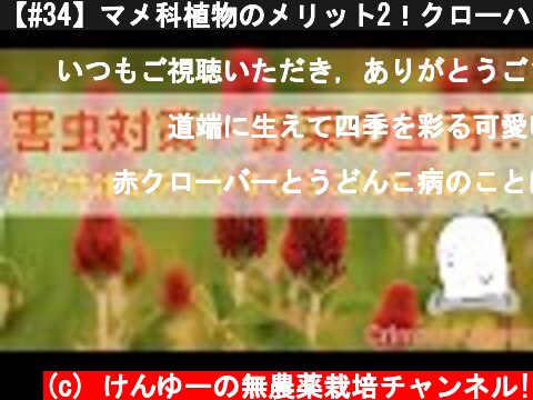 【#34】マメ科植物のメリット2！クローバやカラスノエンドウ！バンカープランツや緑肥として！  (c) けんゆーの無農薬栽培チャンネル!